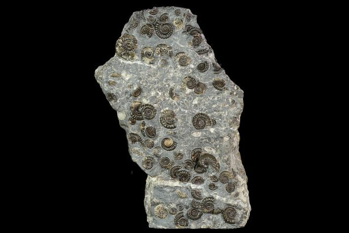 Ammonite (Promicroceras) Cluster - Somerset, England #129289